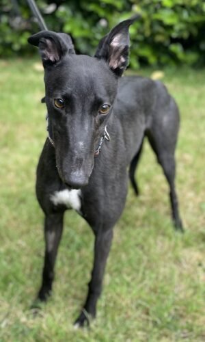 Bella