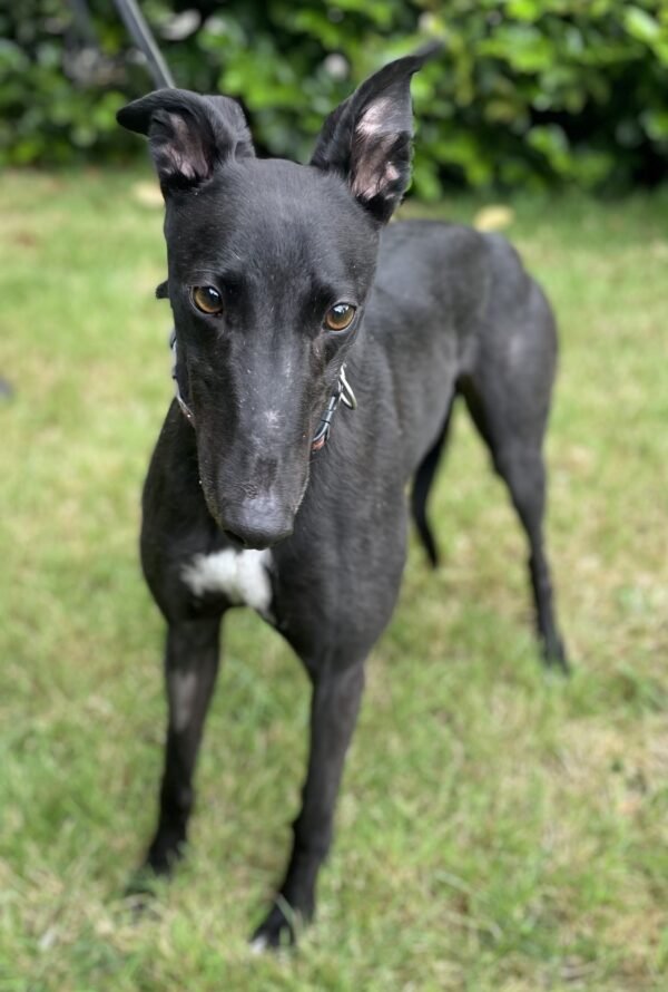 Bella