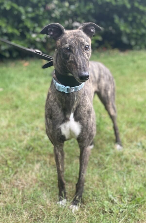 Echo