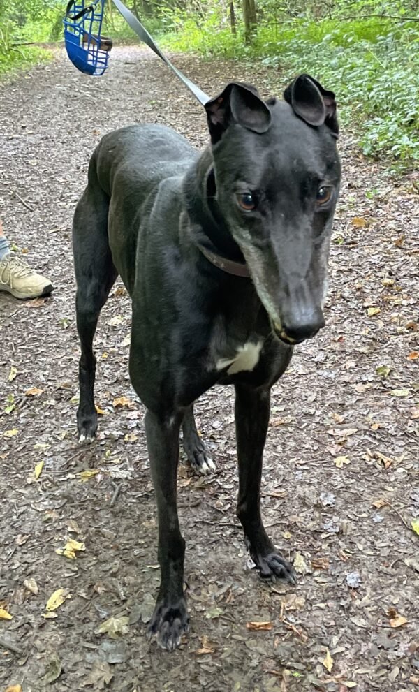 Smartie